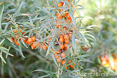 Sea-buckthorn, Hippophae rhamnoides, orange berries Stock Photo